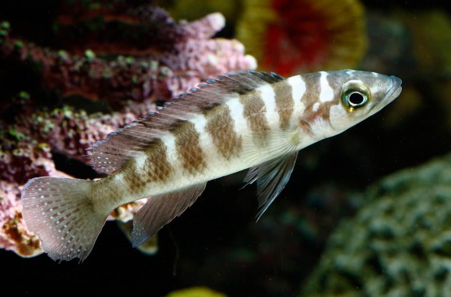 poisson Neolamprologus cylindricus