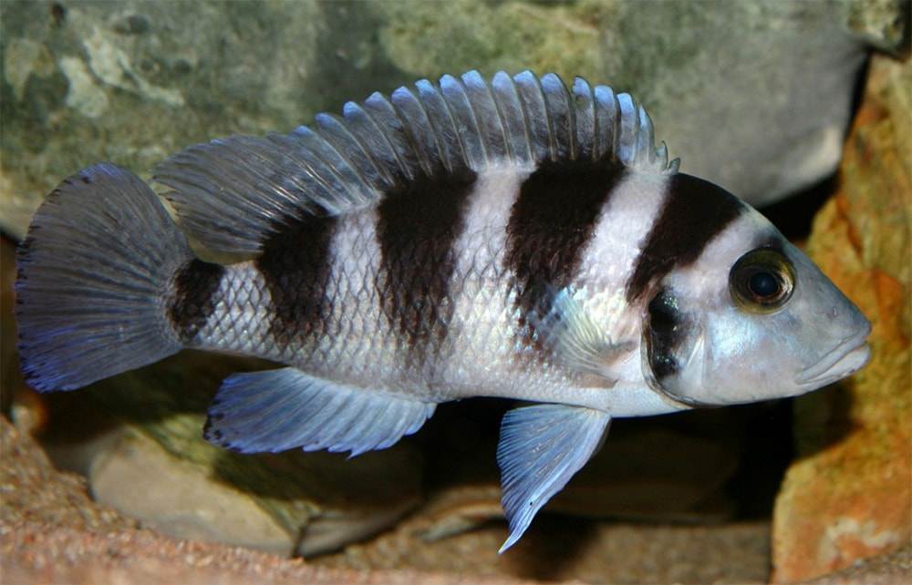 poisson Neolamprologus tretocephalus