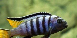 poisson Pseudotropheus elongatus