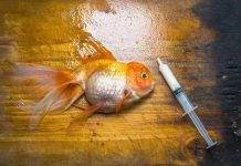Comment éviter les maladies chez les poissons d'aquarium