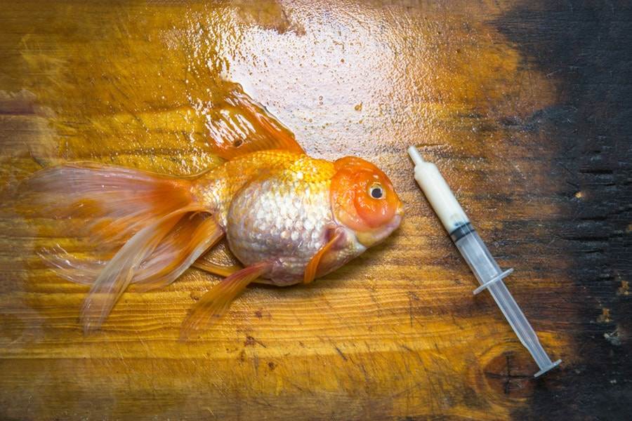 Comment éviter les maladies chez les poissons d'aquarium