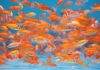 La reproduction du poisson rouge en aquarium