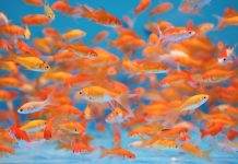 La reproduction du poisson rouge en aquarium