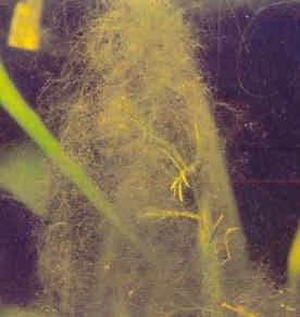 Algues vertes filamenteuses (Chlorophyta)