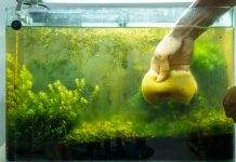 Comment Je Me Suis Debarrasse Du Probleme Eau Verte Aquablog