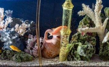 Préparer son aquarium pour les vacances