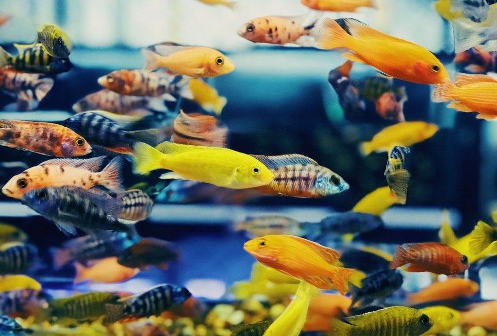 Quels Poissons Dans Quel Litrage Aquablog