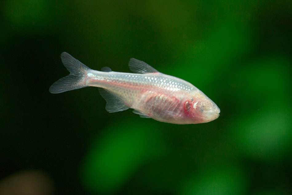 poisson Astyanax mexicanus
