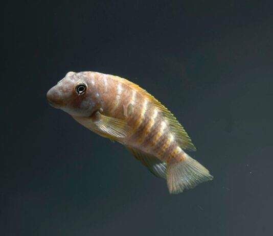 poisson eretmodus cyanostictus