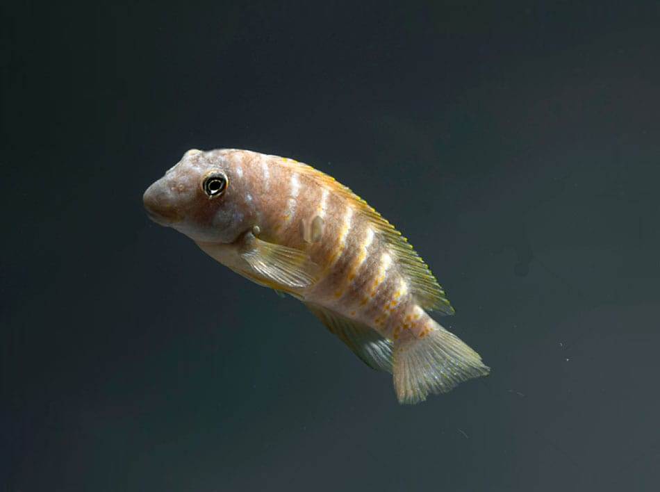 poisson eretmodus cyanostictus