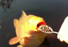 Savoir bien nourrir ses poissons