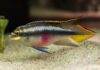 poisson Pelvicachromis pulcher (2)