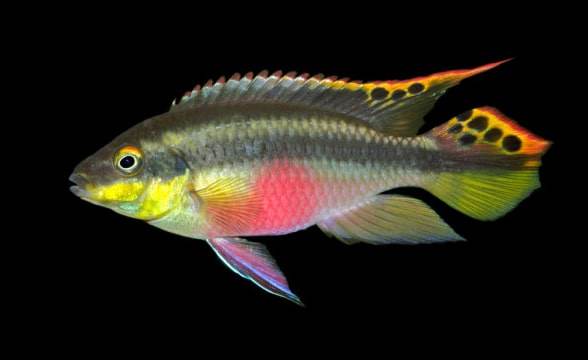poisson Pelvicachromis pulcher (3)