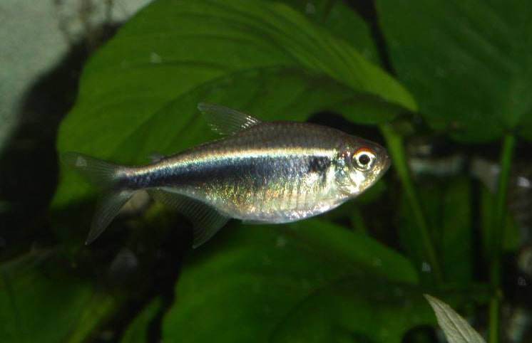 poisson Hyphessobrycon herbertaxelrodi (2)