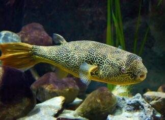 poisson Tetraodon mbu