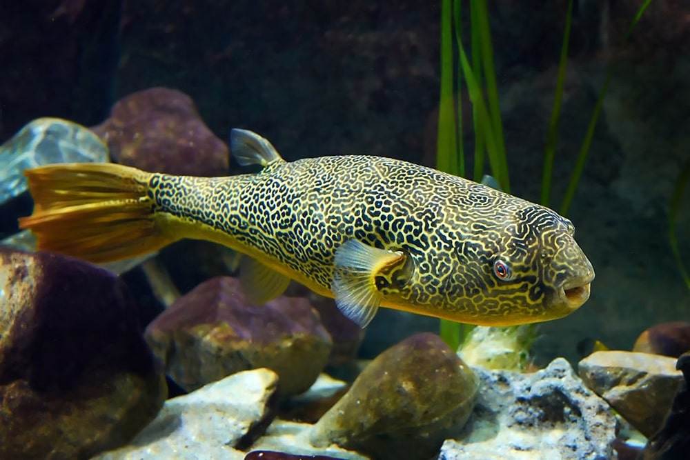 poisson Tetraodon mbu