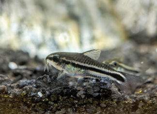 poisson corydoras pygmaeus