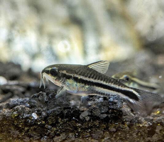 poisson corydoras pygmaeus