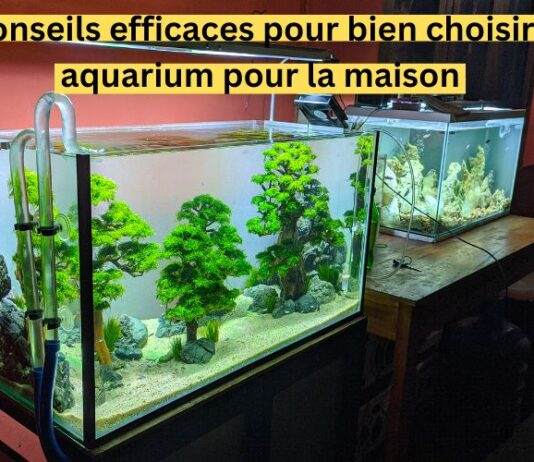 4 Conseils efficaces pour bien choisir un aquarium pour la maison