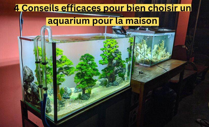 4 Conseils efficaces pour bien choisir un aquarium pour la maison
